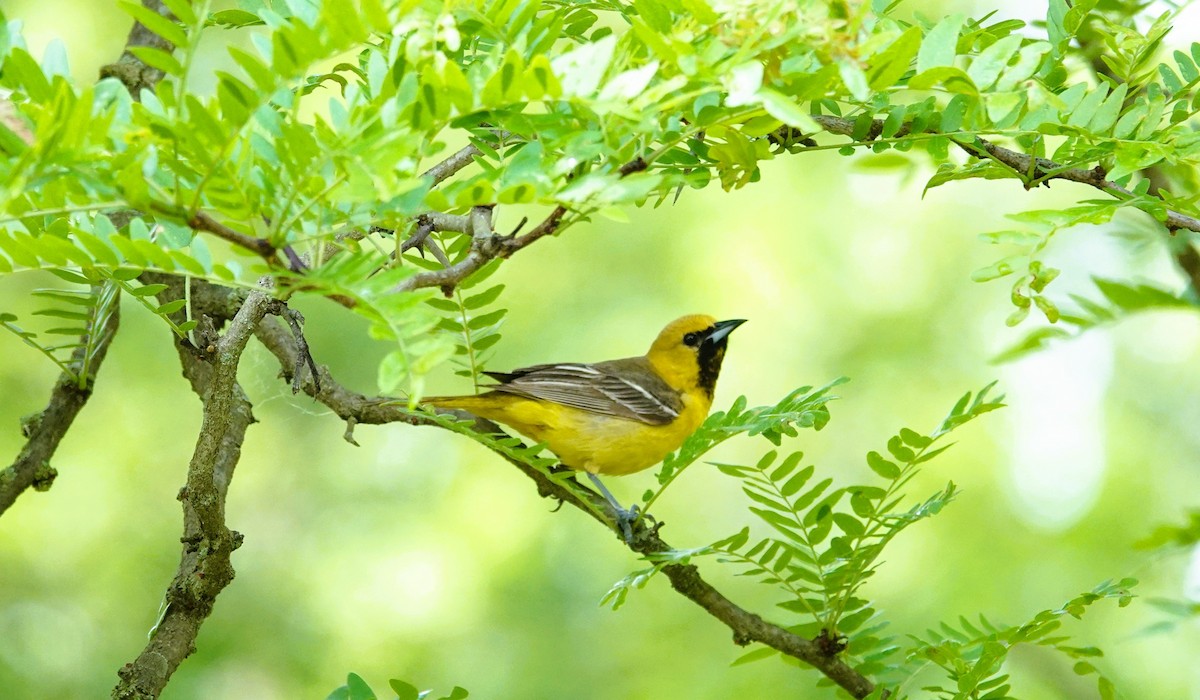 Orchard Oriole - ML619801196
