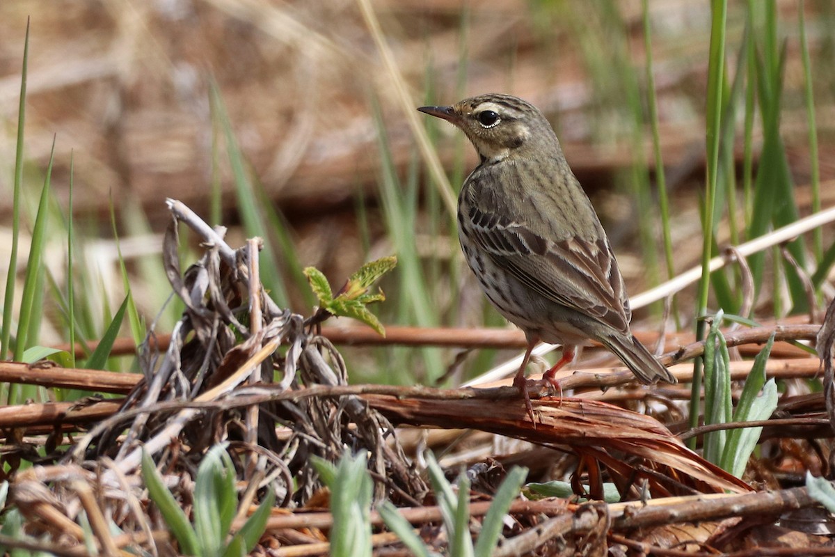 Olive-backed Pipit - ML619801197