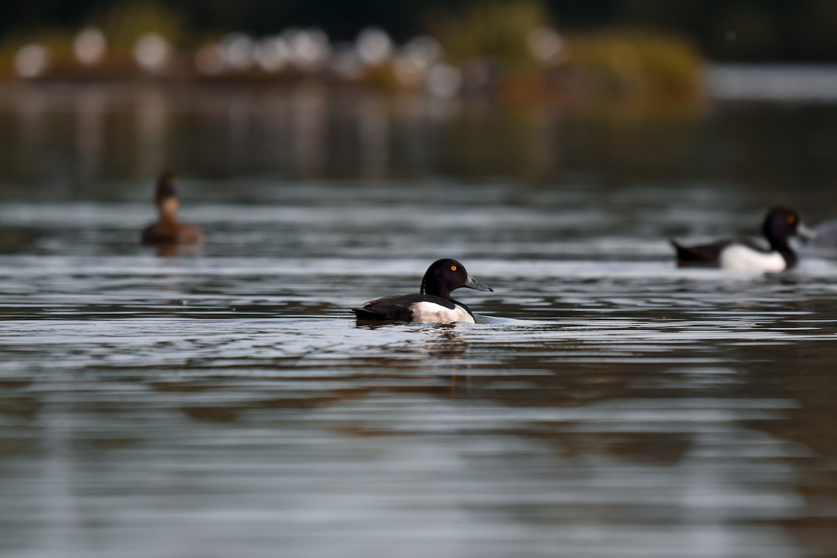 Tufted Duck - ML619801209