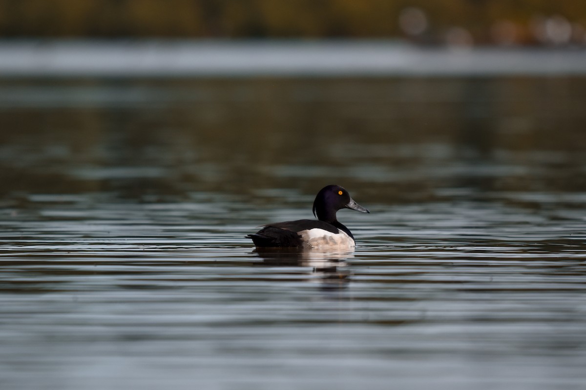 Tufted Duck - ML619801210