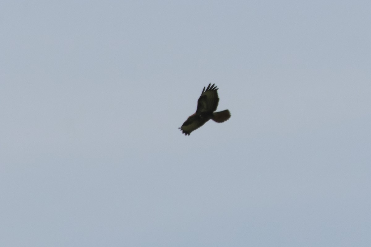 Common Buzzard - ML619801263