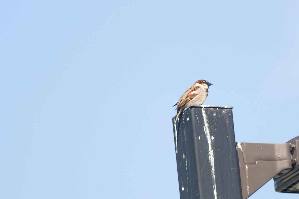 House Sparrow - ML619801288