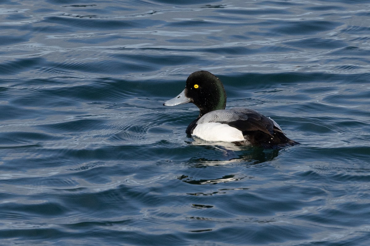 Greater Scaup - ML619801361