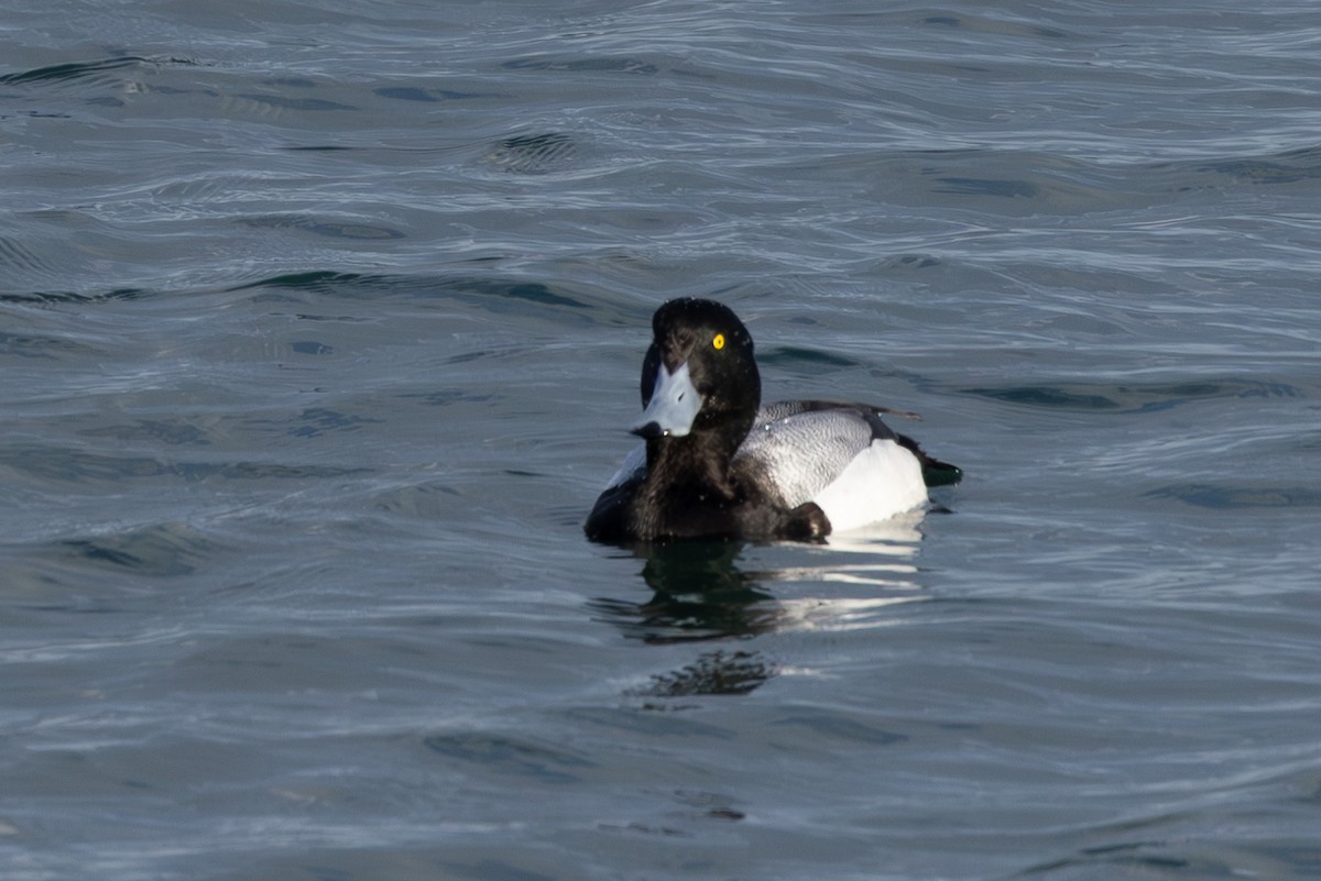Greater Scaup - ML619801362