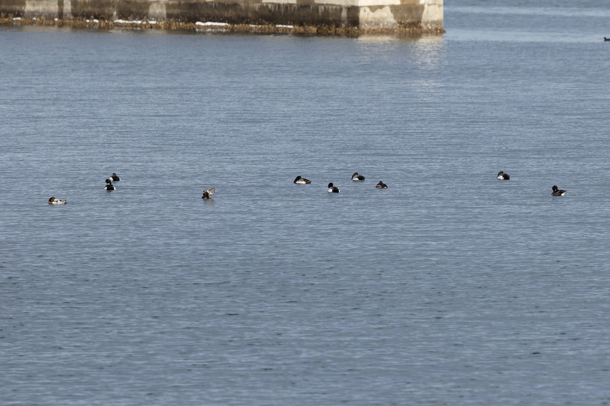 Greater Scaup - ML619801364