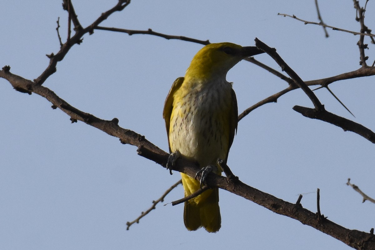 Indian Golden Oriole - ML619801367