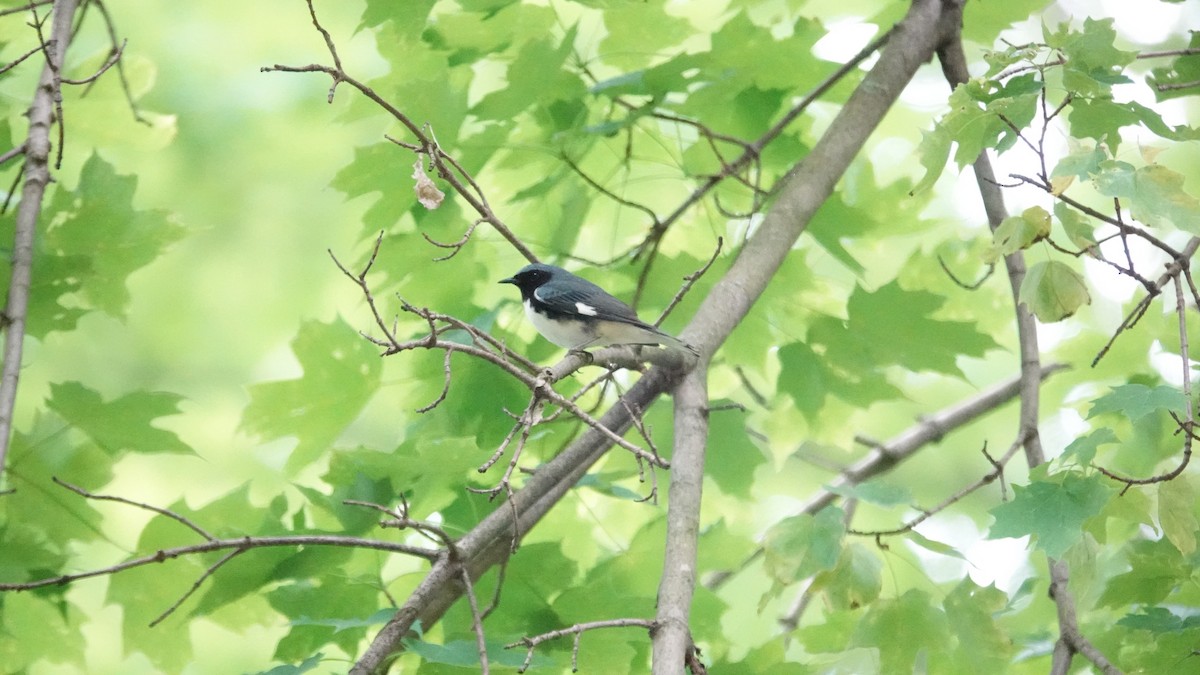 Black-throated Blue Warbler - ML619801369