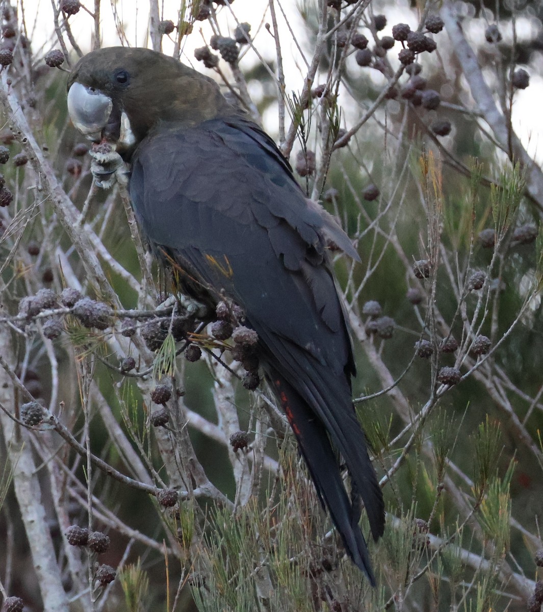kakadu hnědohlavý - ML619801388