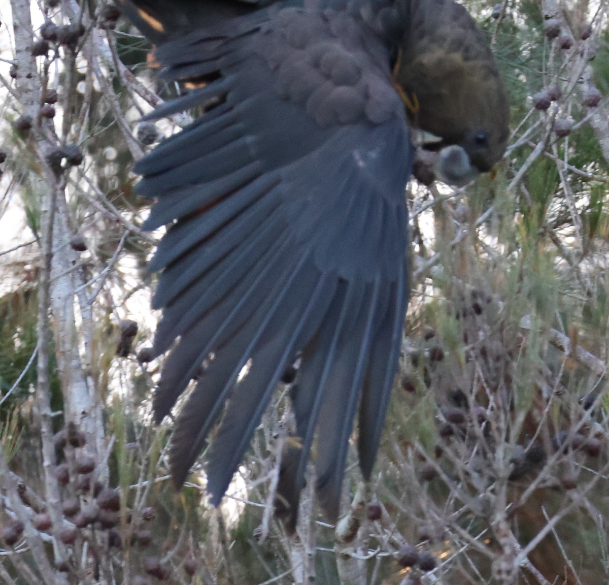 kakadu hnědohlavý - ML619801389