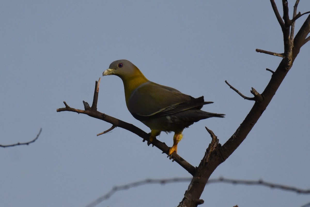 Yellow-footed Green-Pigeon - ML619801396