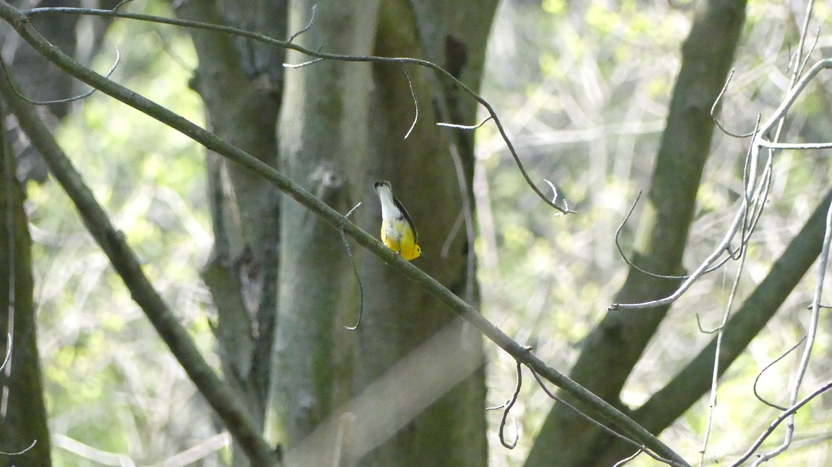 Prothonotary Warbler - ML619801399
