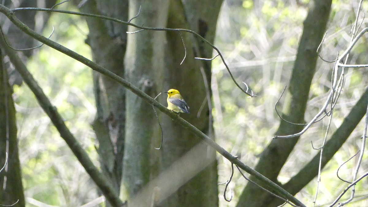 Prothonotary Warbler - ML619801400