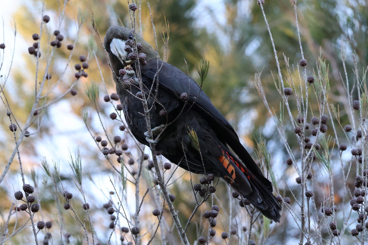 kakadu hnědohlavý - ML619801404