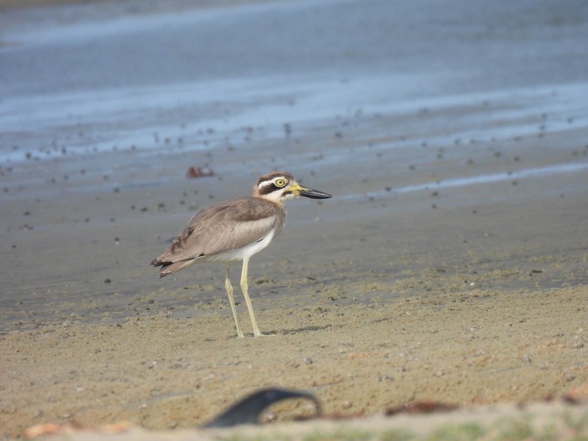 Great Thick-knee - ML619801445