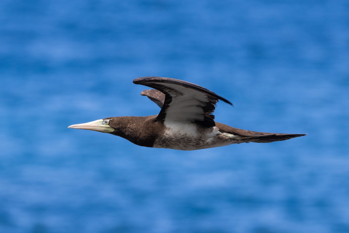 Brown Booby - ML619801539