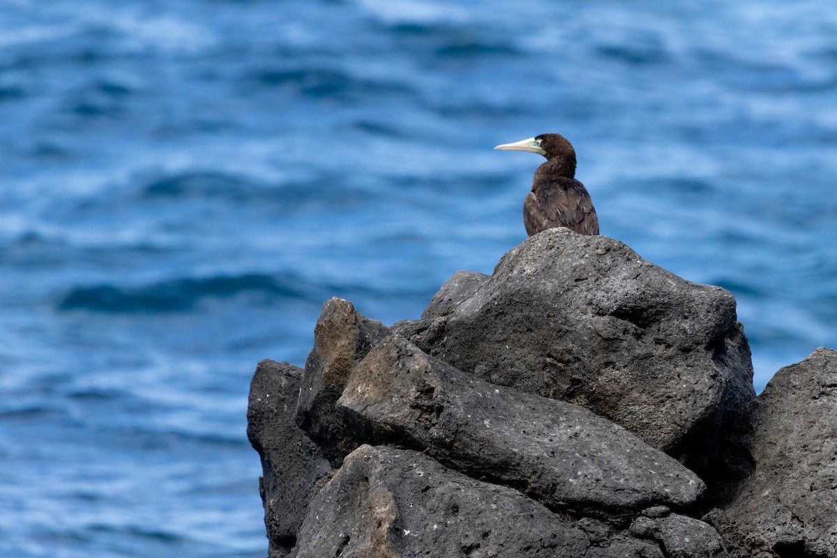 Brown Booby - ML619801540