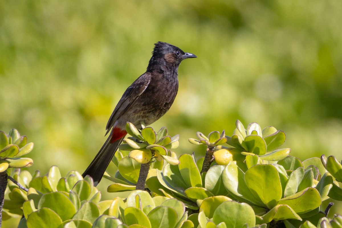 Red-vented Bulbul - ML619801543