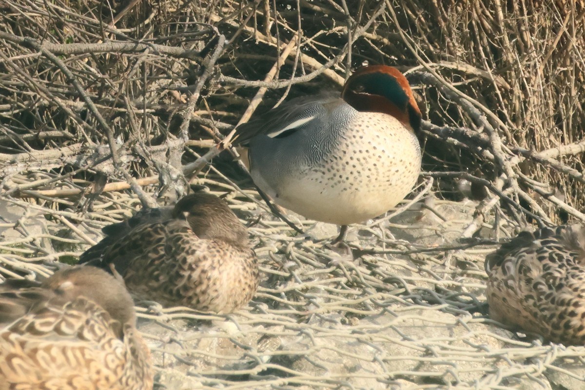 Green-winged Teal - ML619801551