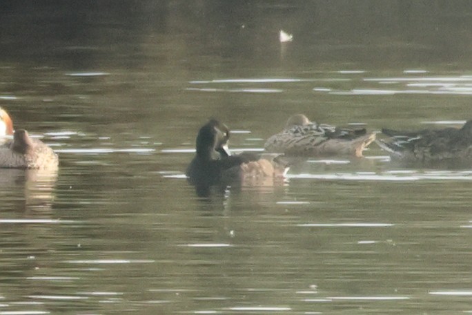 Tufted Duck - ML619801556