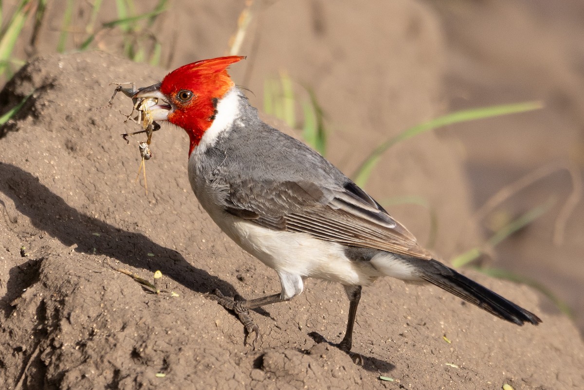Red-crested Cardinal - ML619801567