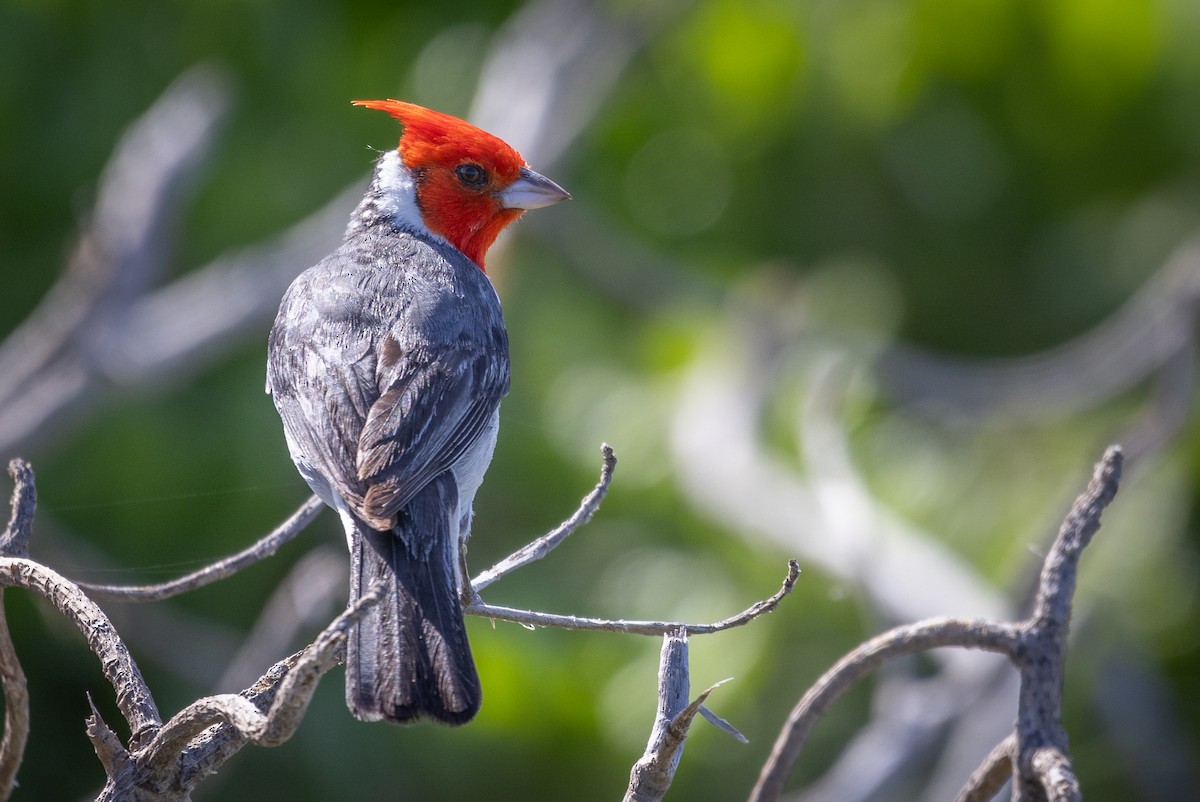 Red-crested Cardinal - ML619801568
