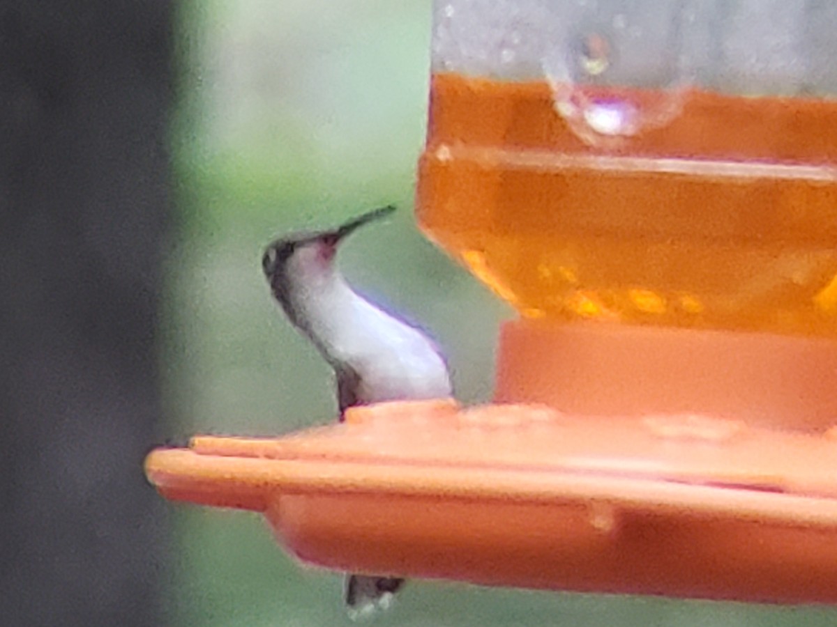 Ruby-throated Hummingbird - ML619801620