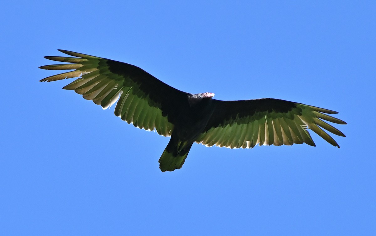 Turkey Vulture - ML619801641
