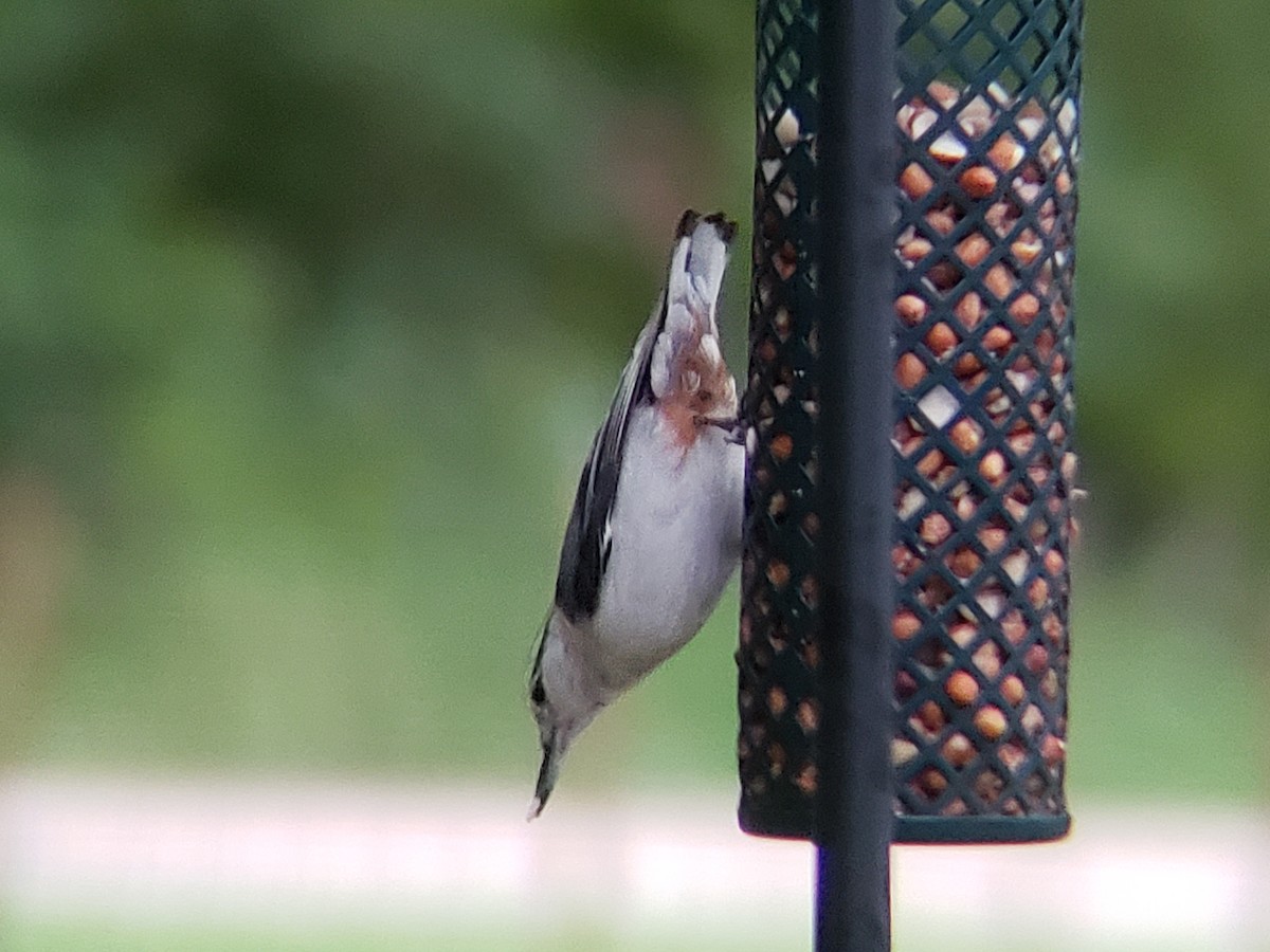 White-breasted Nuthatch - ML619801784