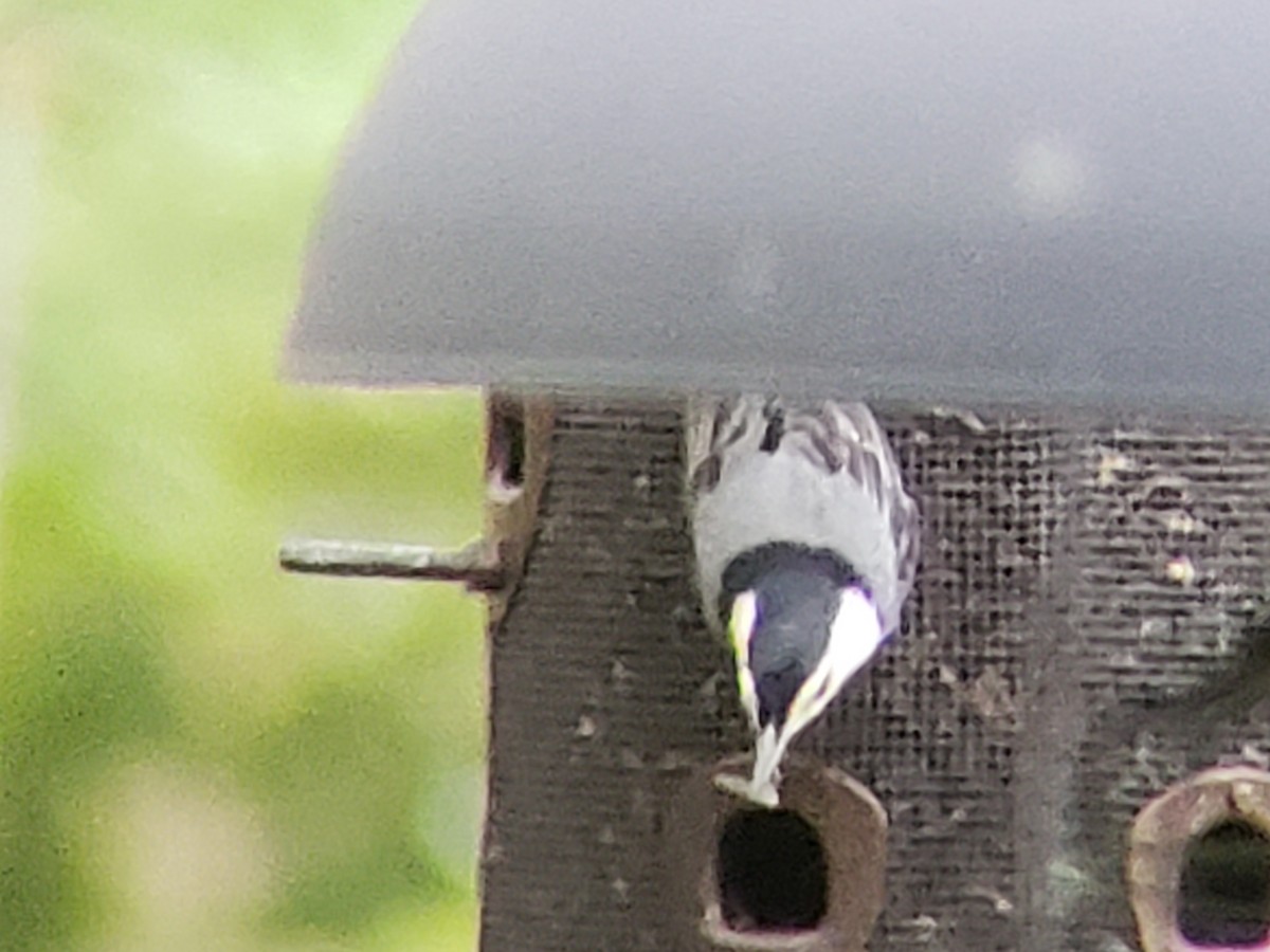 White-breasted Nuthatch - ML619801785