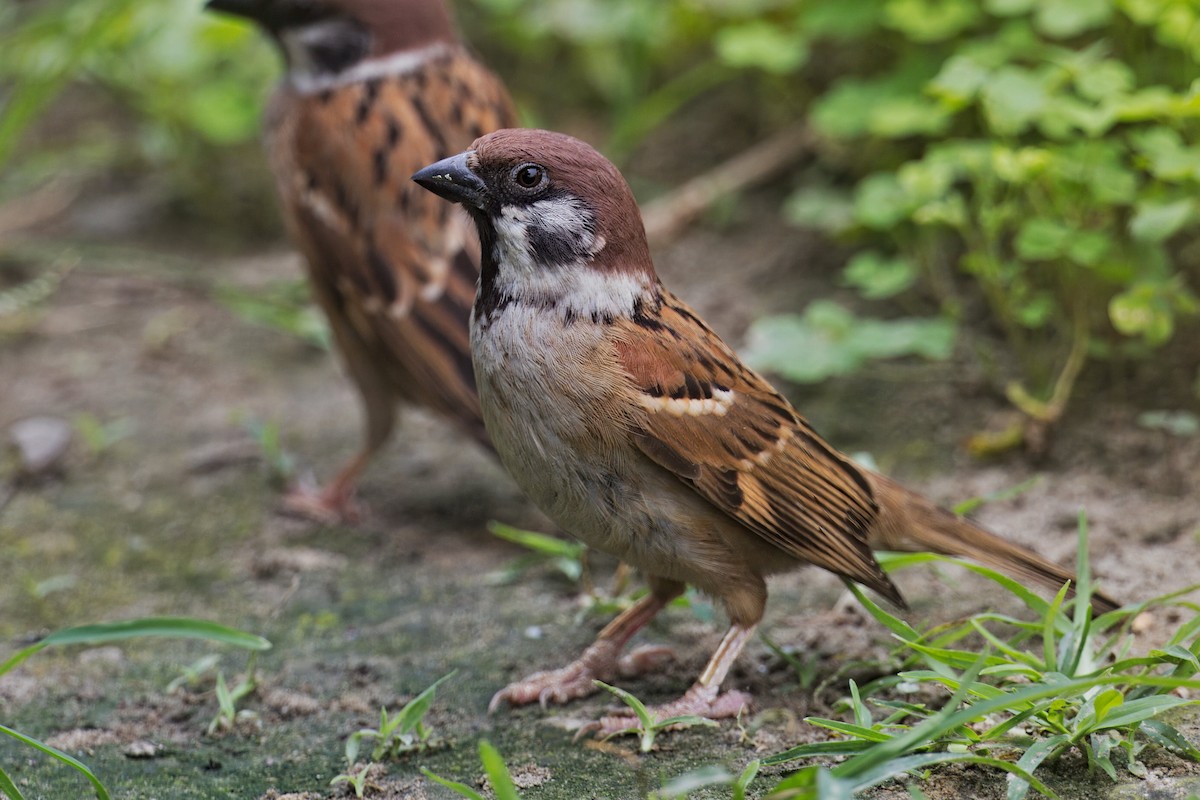 Eurasian Tree Sparrow - ML619801789