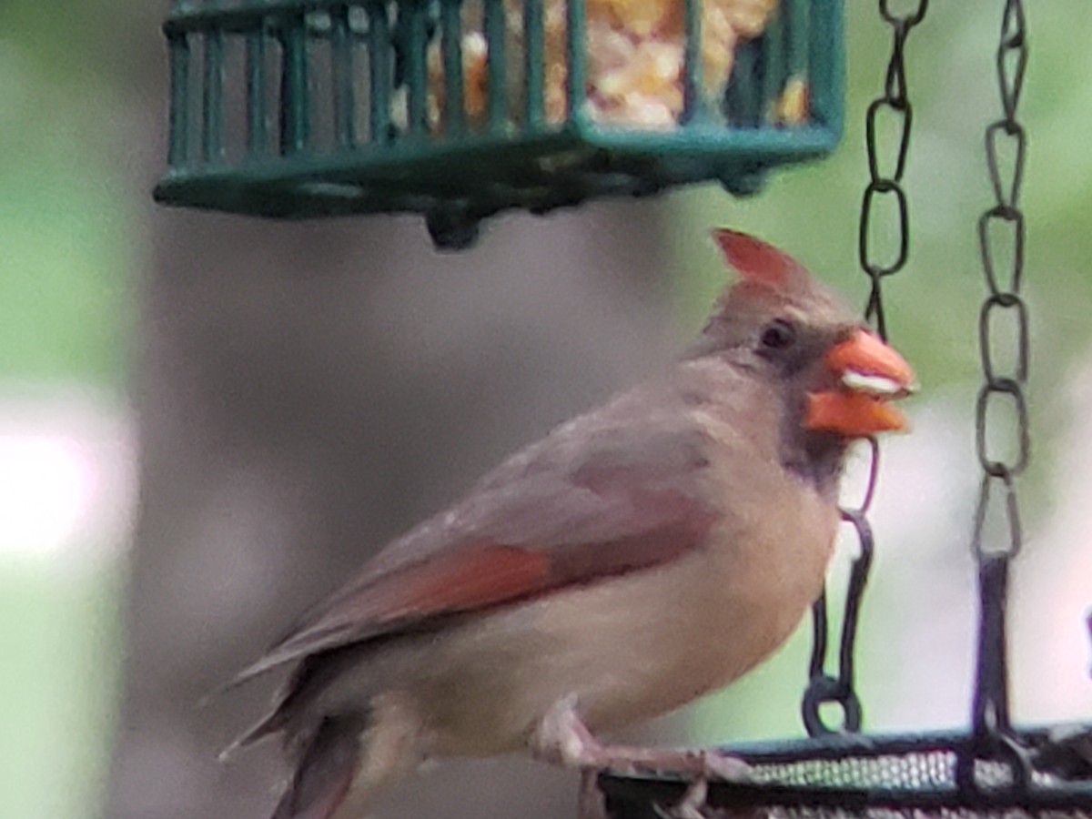 Cardinal rouge - ML619801809