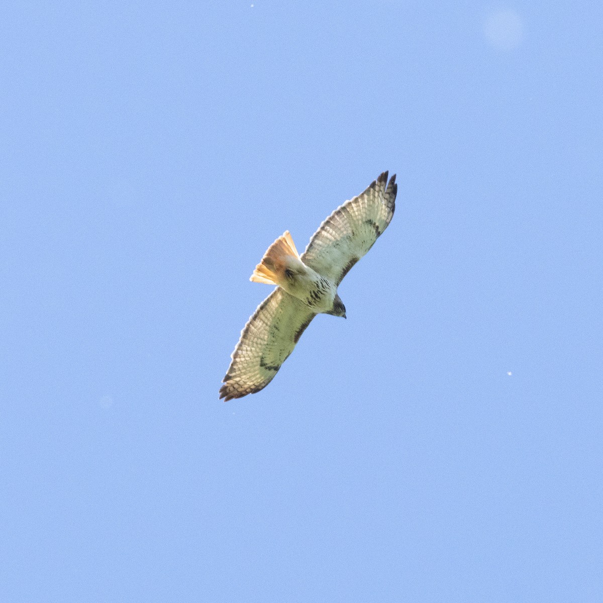 Red-tailed Hawk (borealis) - ML619801838