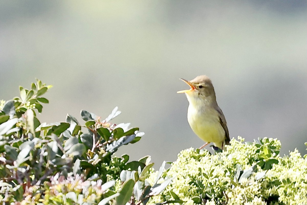 Melodious Warbler - ML619801851