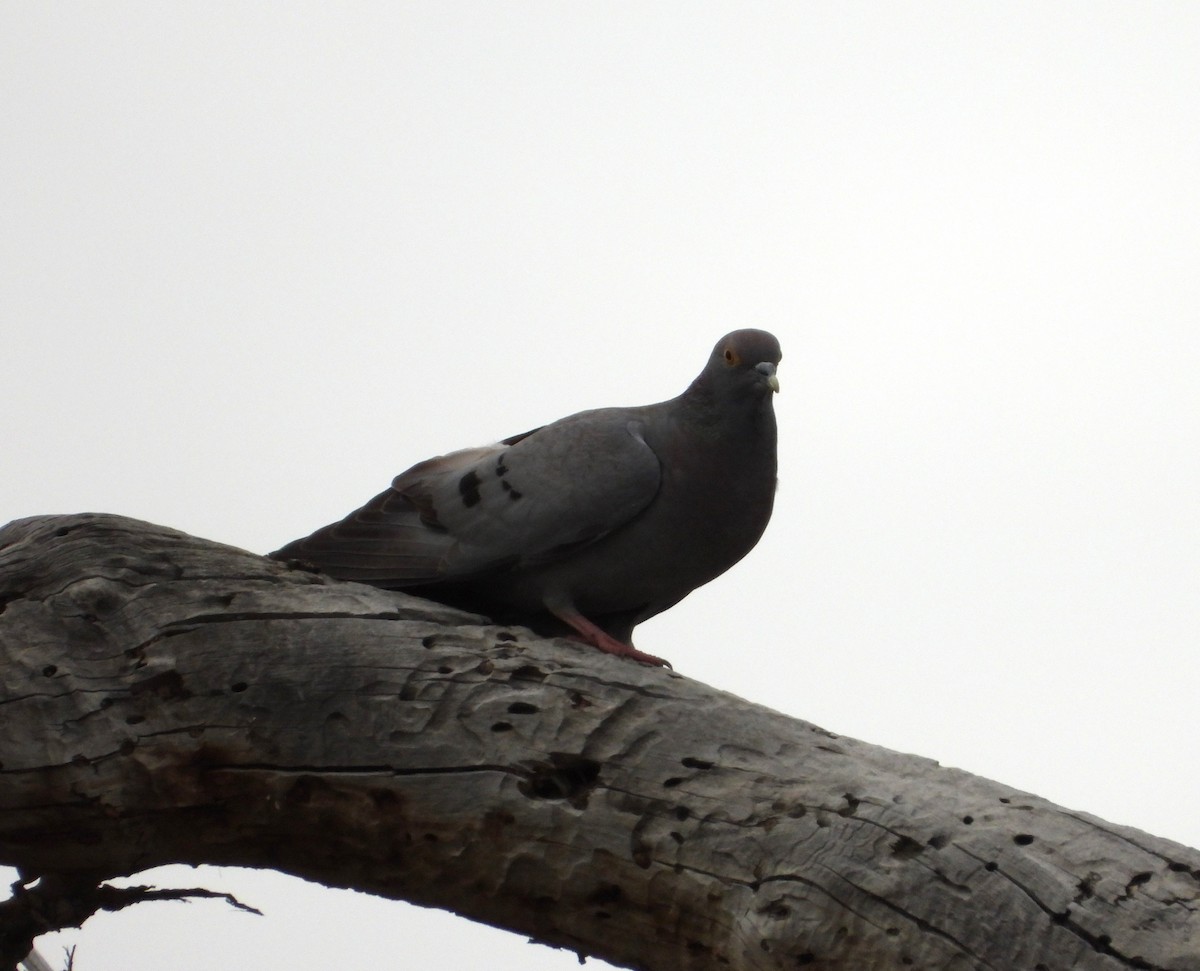 Yellow-eyed Pigeon - ML619801866