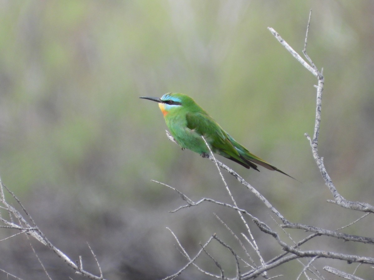 Blue-cheeked Bee-eater - ML619801922