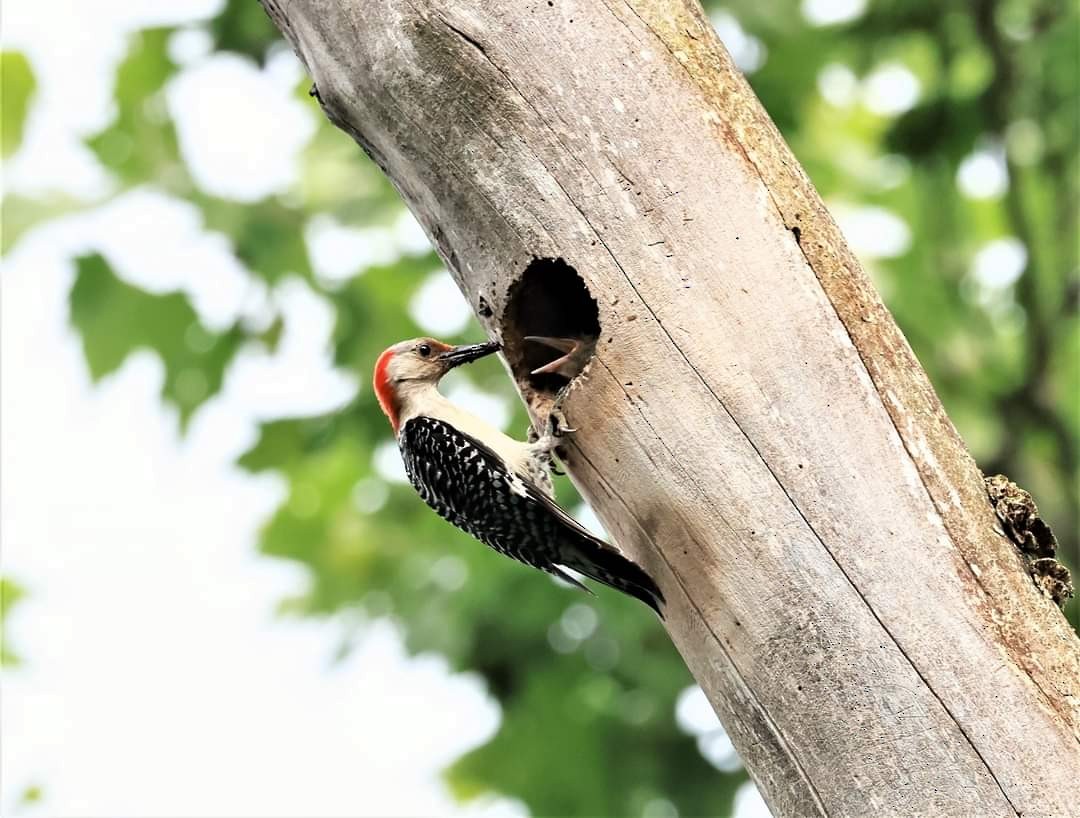 Red-bellied Woodpecker - ML619801923