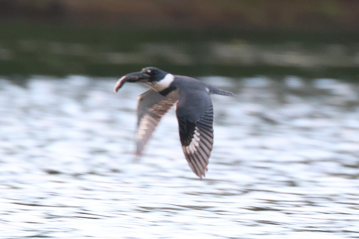 Belted Kingfisher - ML619801933