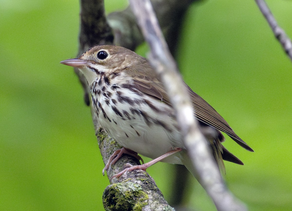 Ovenbird - ML619802025