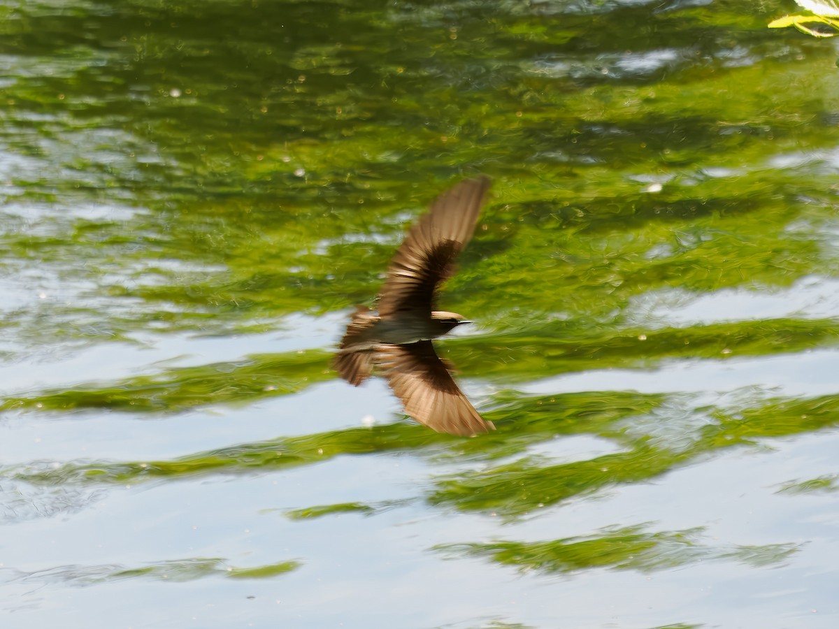 Northern Rough-winged Swallow - ML619802033