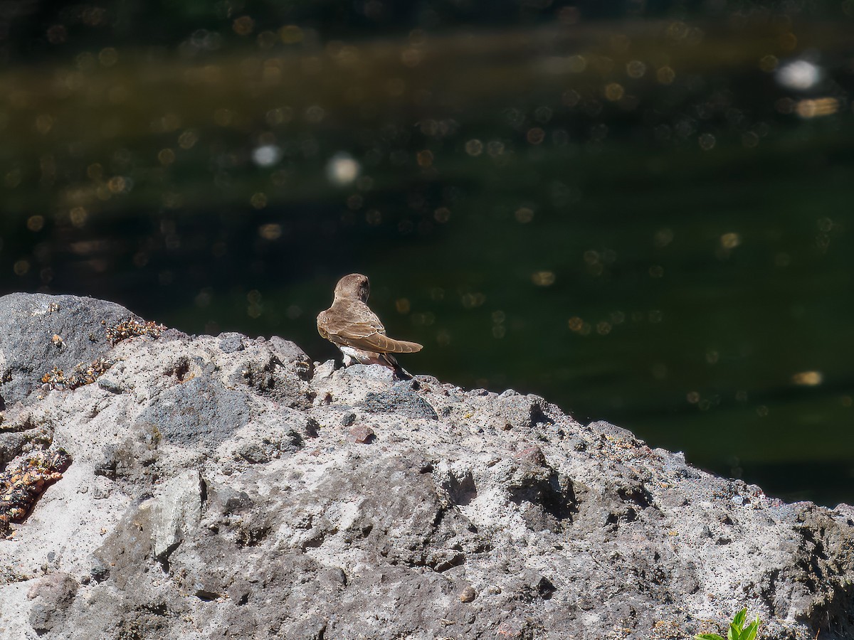 Northern Rough-winged Swallow - ML619802036