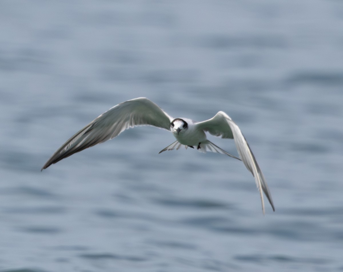 White-winged Tern - ML619802041