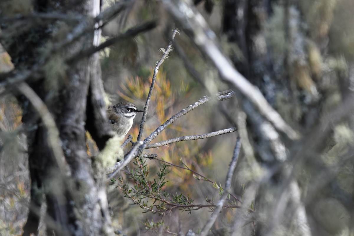 White-browed Scrubwren - ML619802111