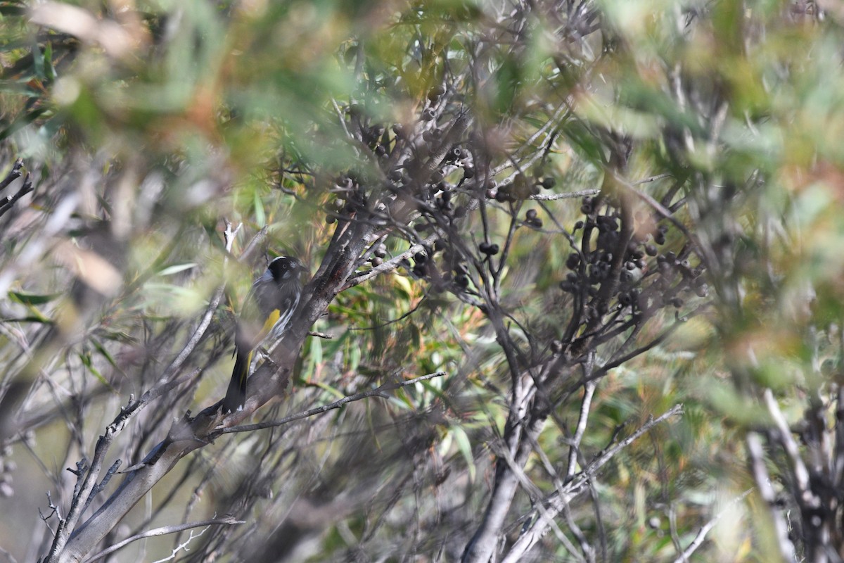 New Holland Honeyeater - ML619802119