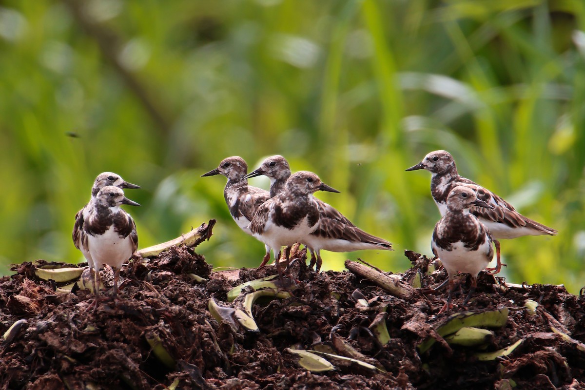 Ruddy Turnstone - ML619802173