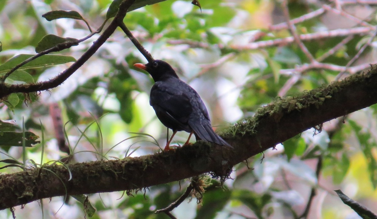 Pale-eyed Thrush - ML619802469