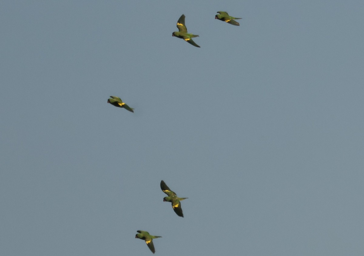 Yellow-chevroned Parakeet - ML619802504