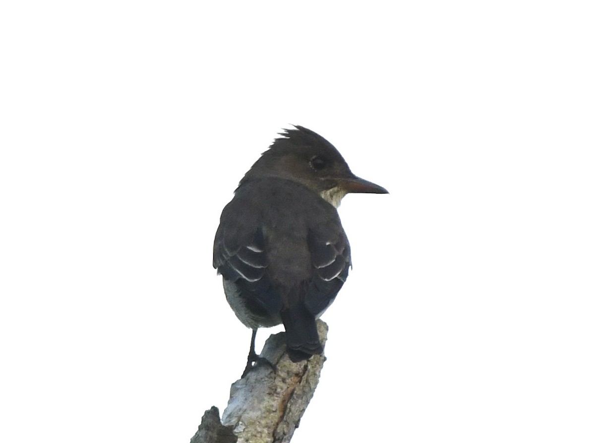 Olive-sided Flycatcher - ML619802532