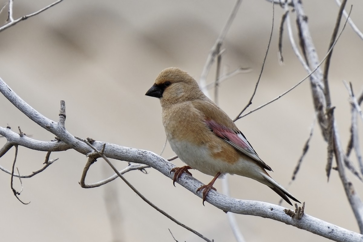 Desert Finch - ML619802534