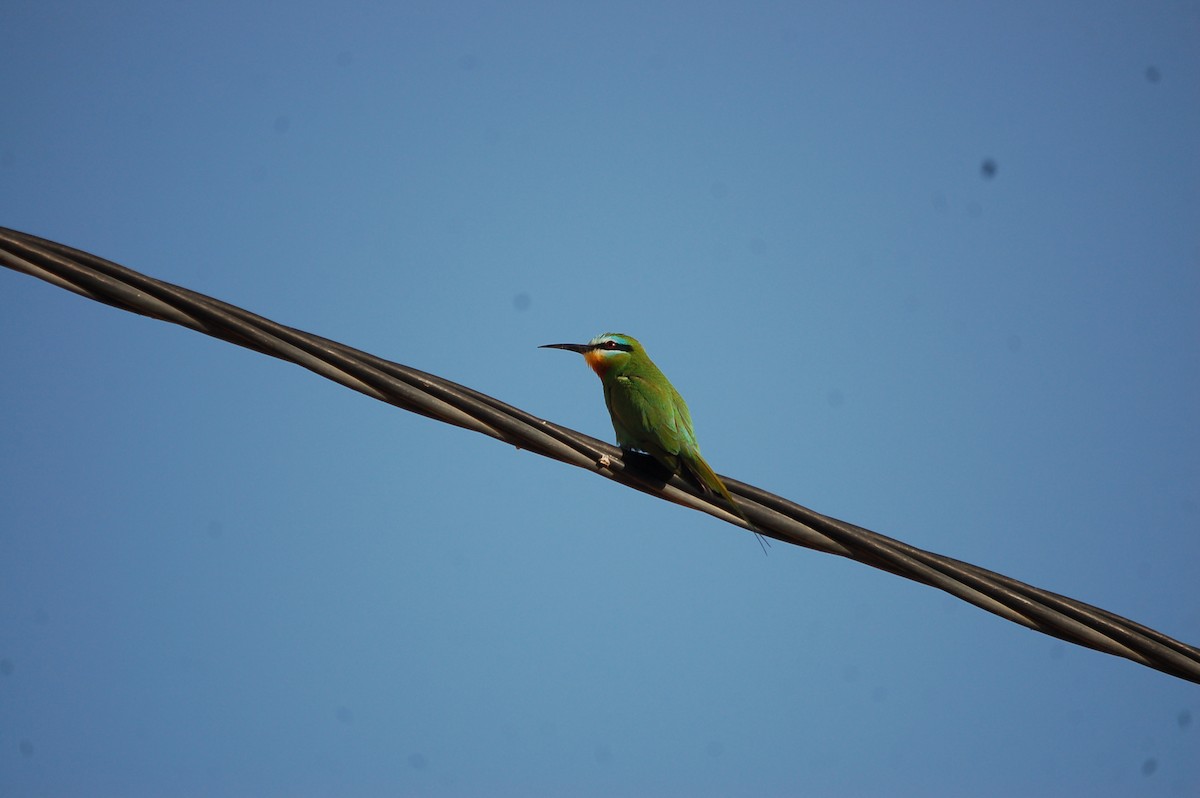 Blue-cheeked Bee-eater - ML619802541