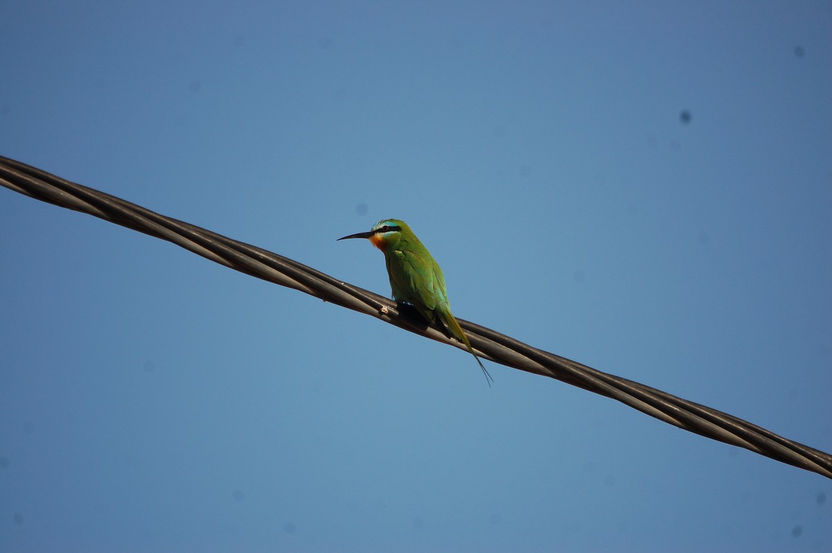 Blue-cheeked Bee-eater - ML619802542